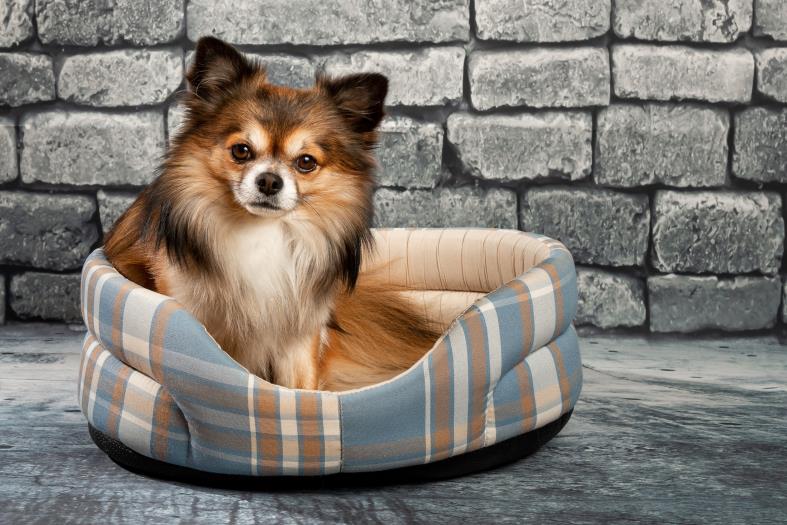 Dog Beds