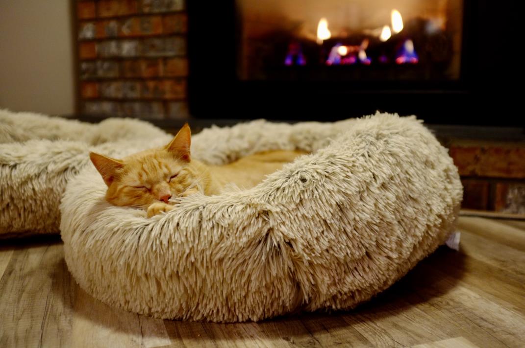 Cat Beds